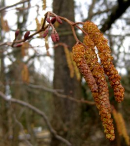 Ruhland, Hainsteg am Hainwiesengraben, Schwarz-Erle, blühende Zweige,Vorfrühling, 02