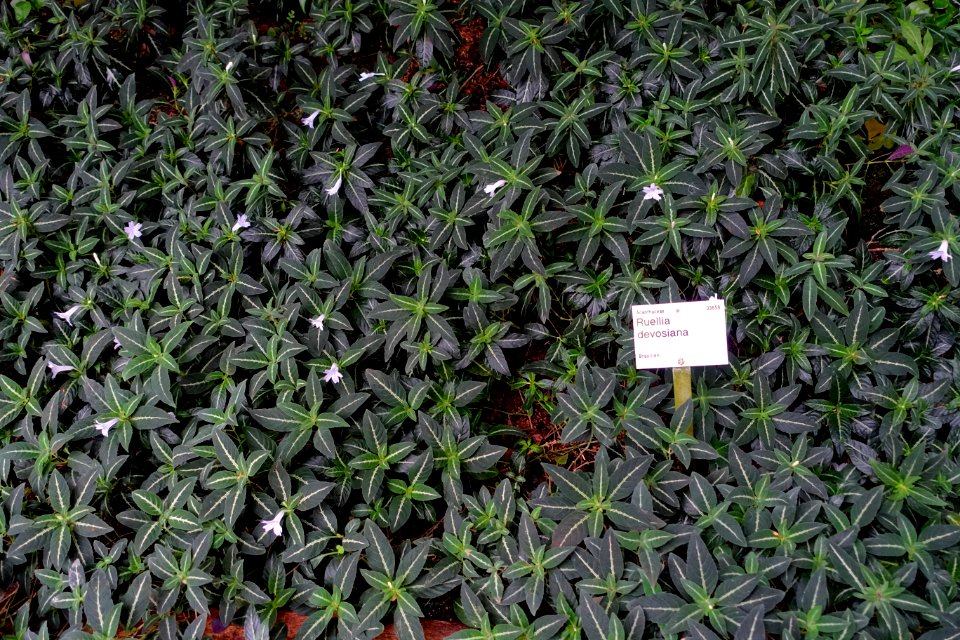 Ruellia devosiana - Flora park - Cologne, Germany - DSC00705