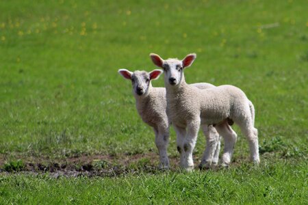 Lambs animal field