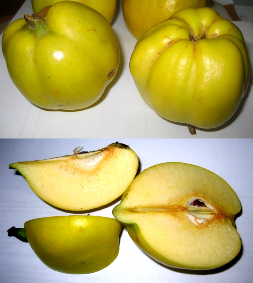 Ruhland, Am Fließ 6, Quitte, Frucht, Herbst, 03