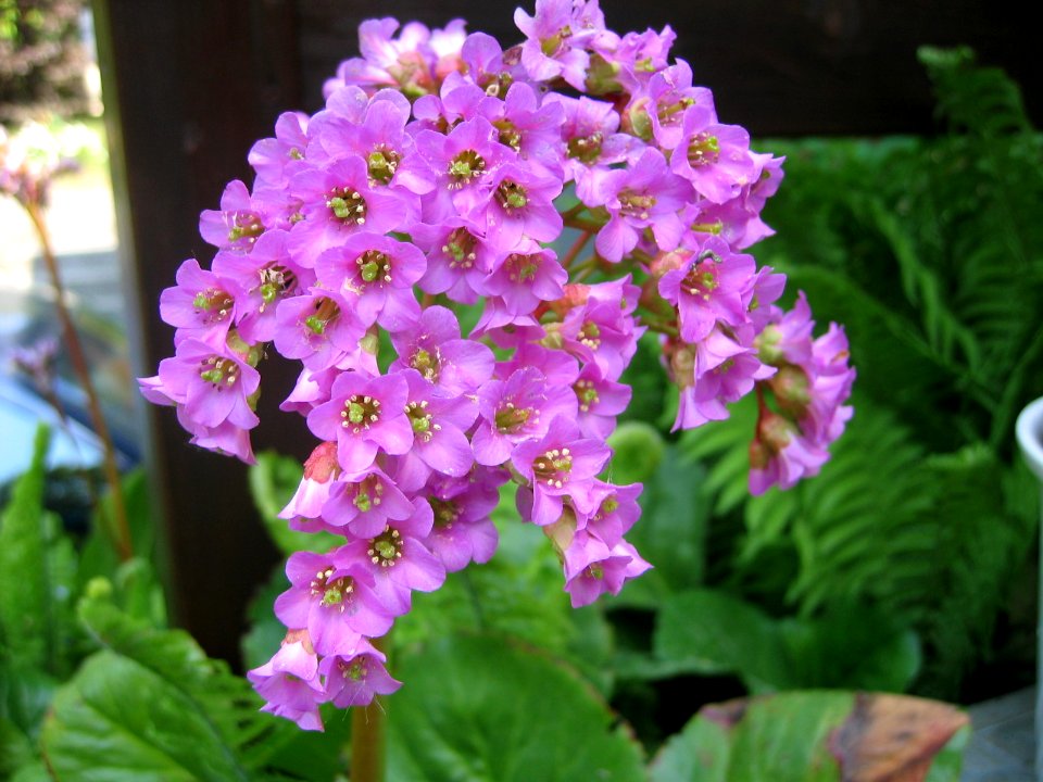 Ruhland, Grenzstr. 3, Bergenie im Garten, Blütenstand, Frühjahr, 01