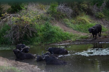 Safari africa kruger photo