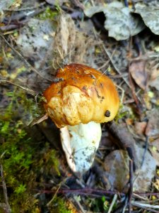 Russula foetens 91759879