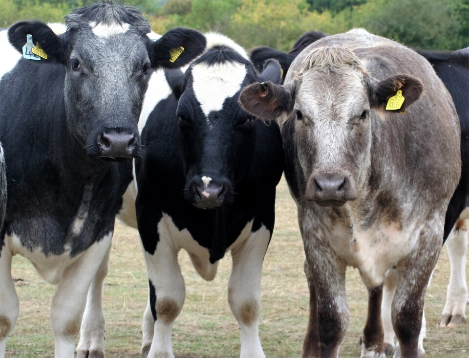 Farm animals bovine