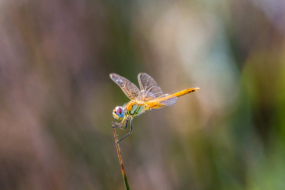 Close up wing nature