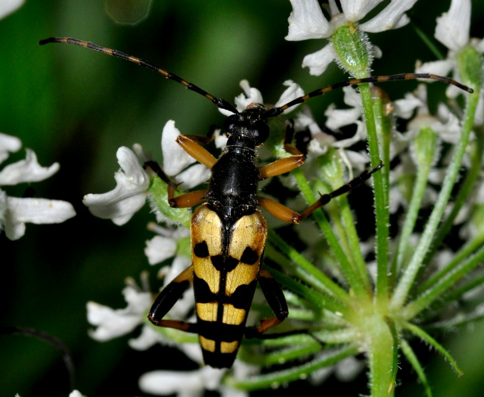 Rutpela-maculata-01-fws