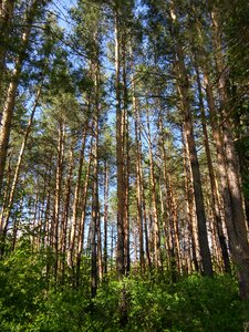 Russia summer trees photo