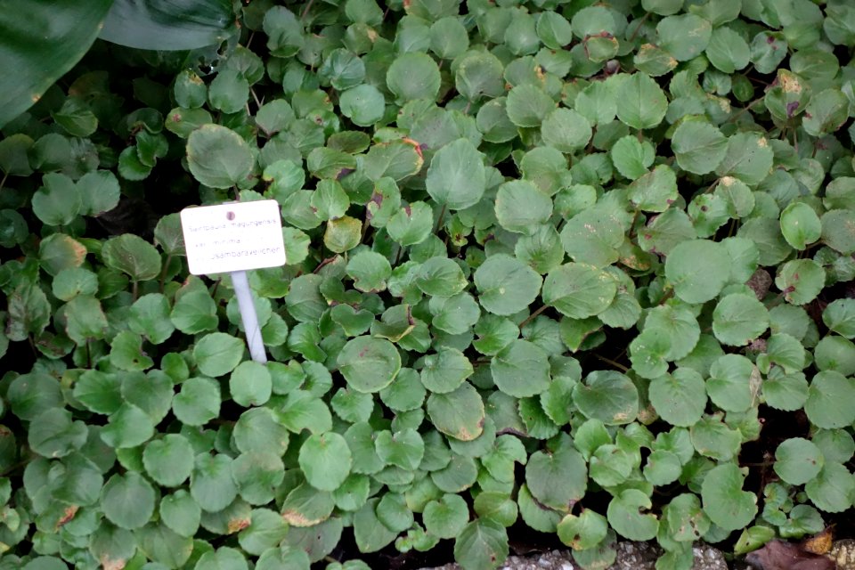 Saintpaulia magungensis - Botanischer Garten, Dresden, Germany - DSC08528