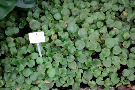 Saintpaulia magungensis - Botanischer Garten, Dresden, Germany - DSC08528
