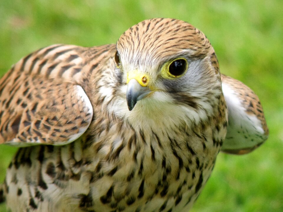 Hawk bird animal