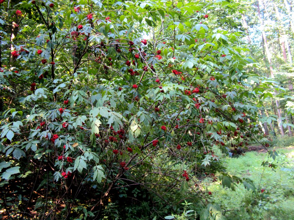 Sambucus racemosa Podkomorské lesy