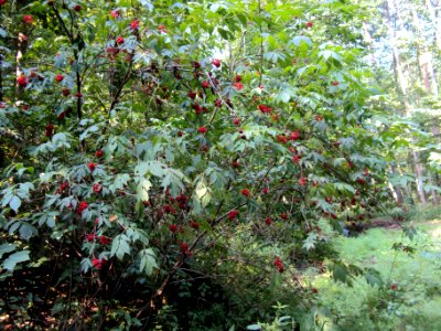 Sambucus racemosa Podkomorské lesy