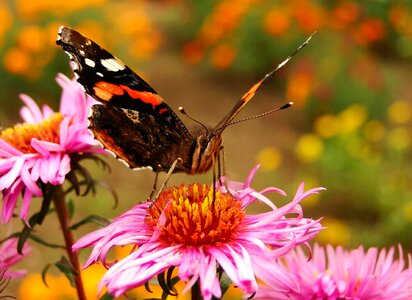 At the court of flower animals