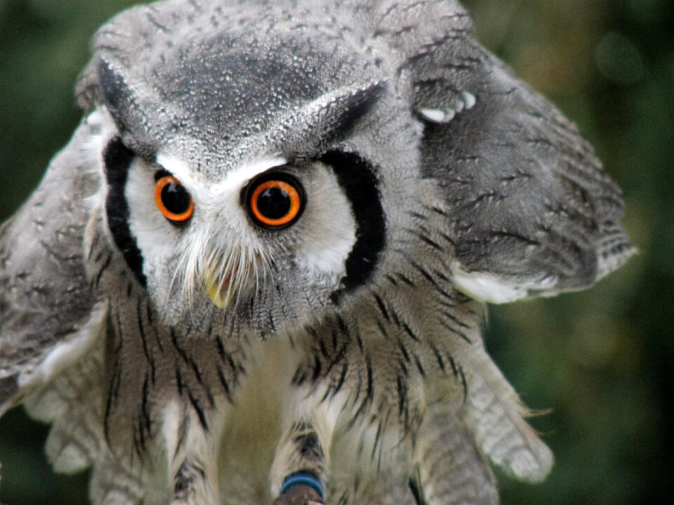 Raptor animal gray owl