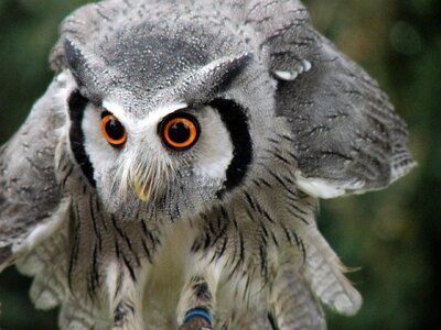 Raptor animal gray owl