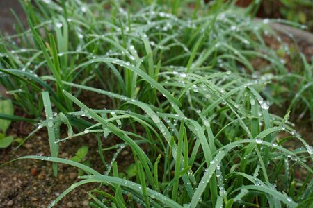Green chives rain