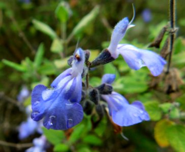 Salvia melissodora