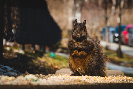 City rodent wild
