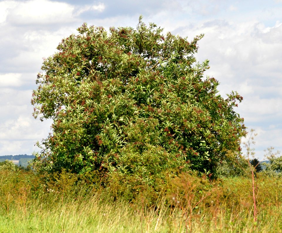 Sambucus-nigra-01-fws