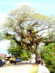 Saman tree (habit) photo