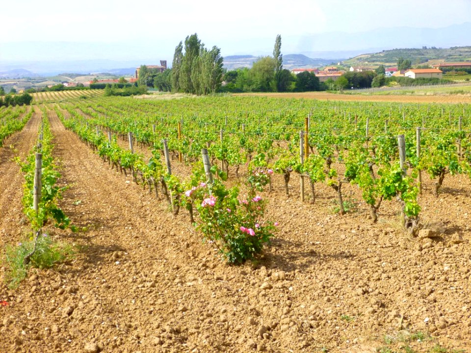 Samaniego - Viñedos 02