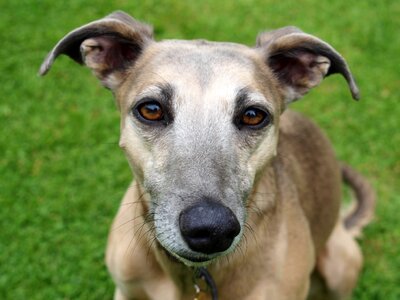 Dog greyhound animal