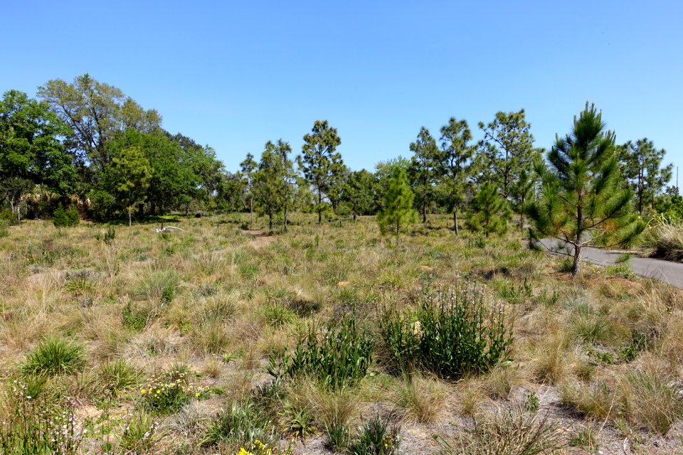 Sandhill Pine Forest - Bok Tower Gardens - DSC02088