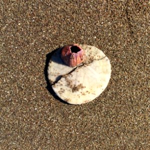 Sand dollar with barnacle at Stinson Beach, California