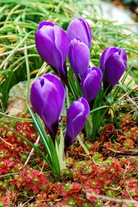 Garden purple group