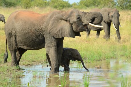 Mother nature wildlife photo