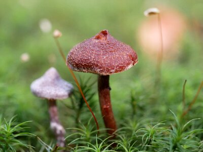 Macro nature fungus