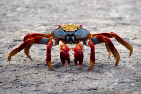 Sally Lightfoot Crab 2019 photo