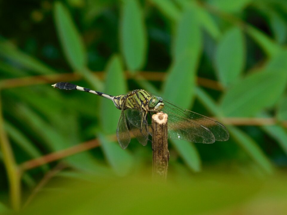 Dragonfly plants green