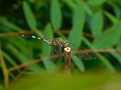 Dragonfly plants green