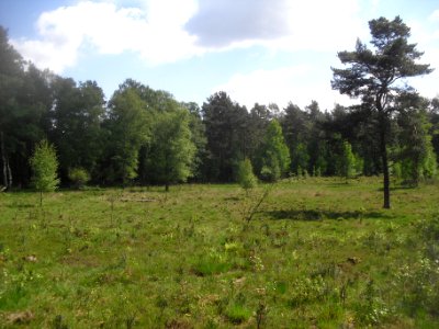 Sande-Heidemoor Up`m Piepenbrink - Ost