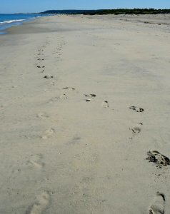 Sandy Hook NJ beach footprints in sand photo