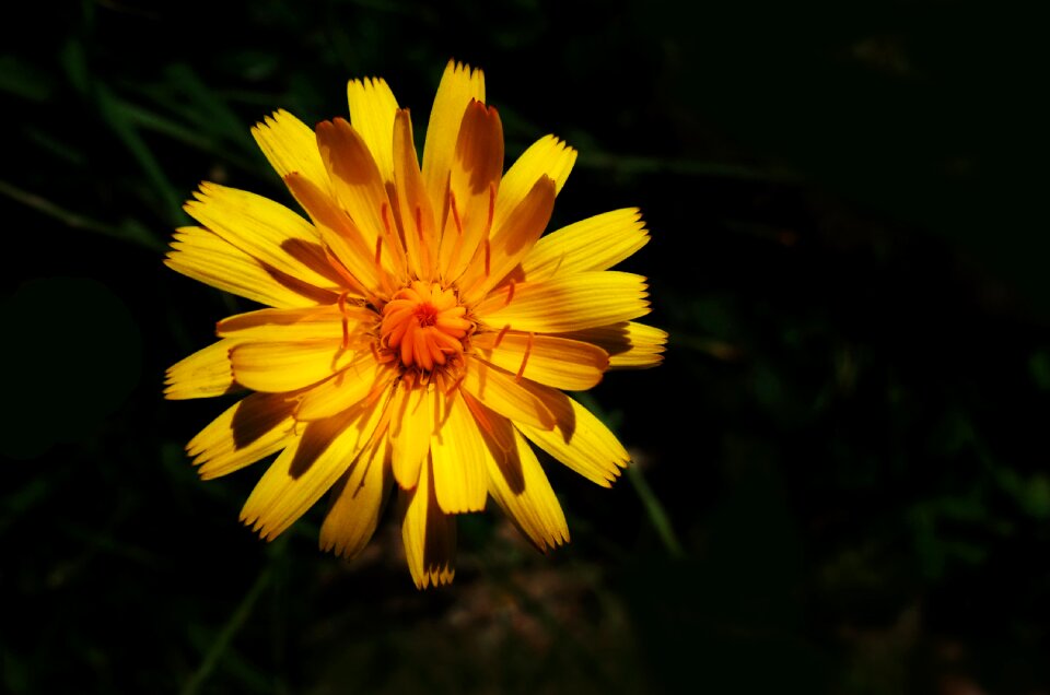 Bloom rugged leeuwentand copyspace
