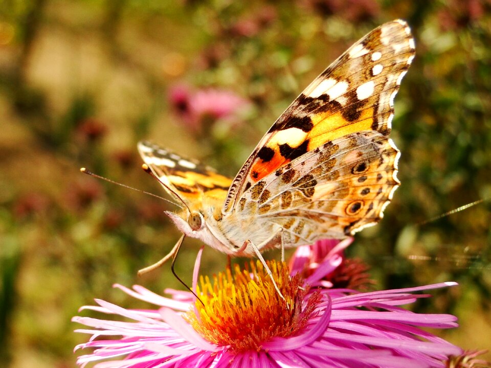 At the court of flower animals