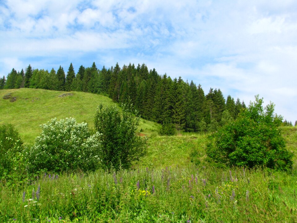 Landscape green beauty photo