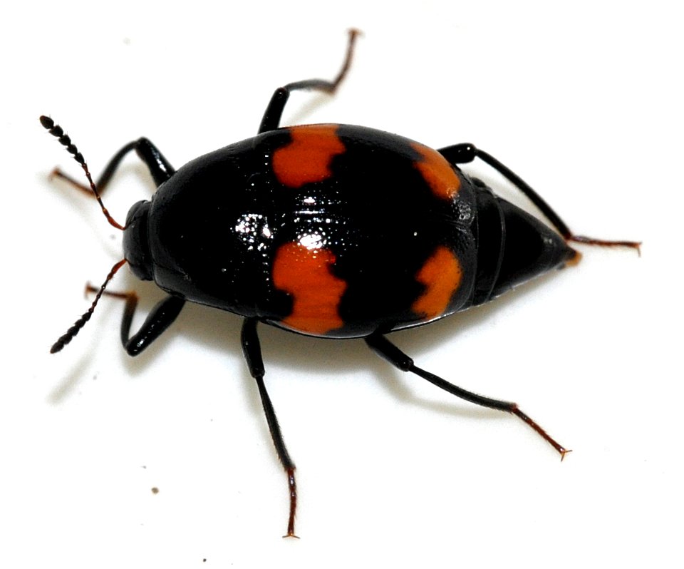 Scaphidium-quadrimaculatum-06-fws