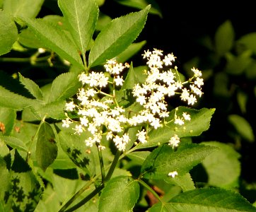 Schwarzer Holunder Kohlbruck