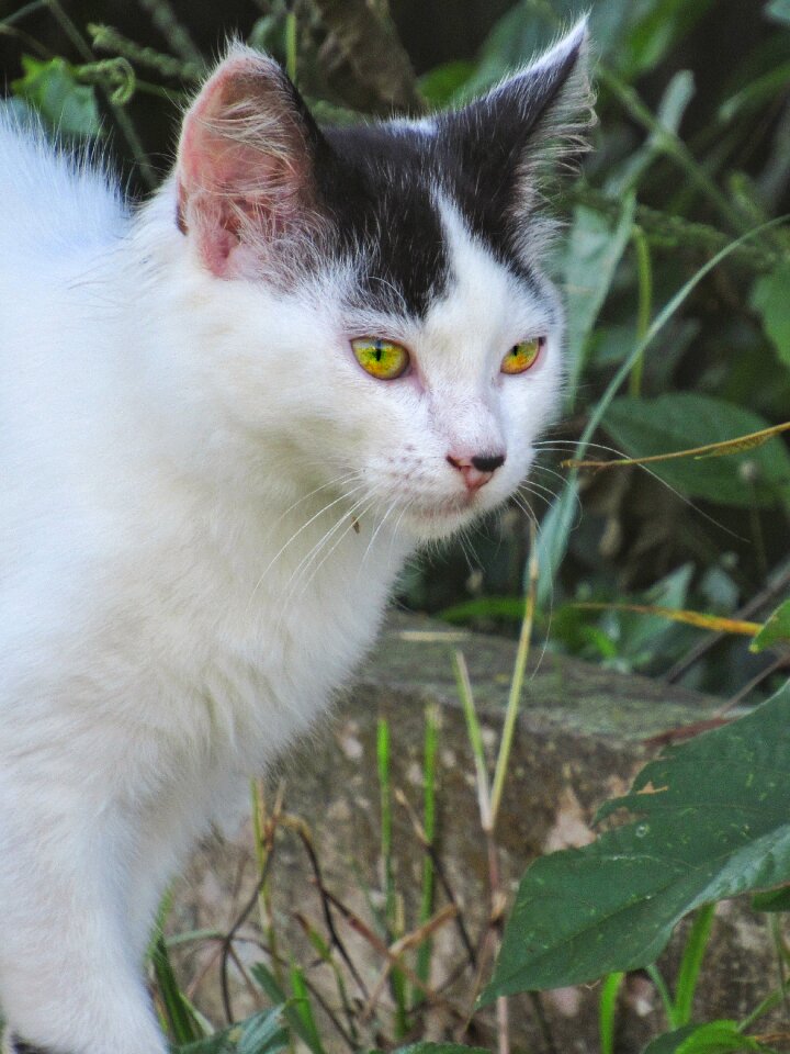 Portrait pet eye