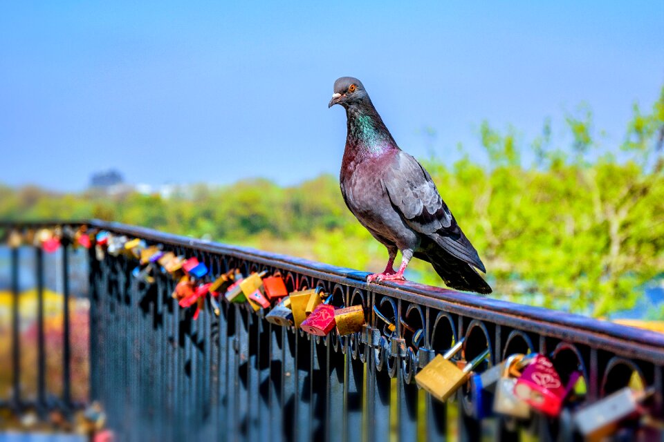 Iron terrace animal