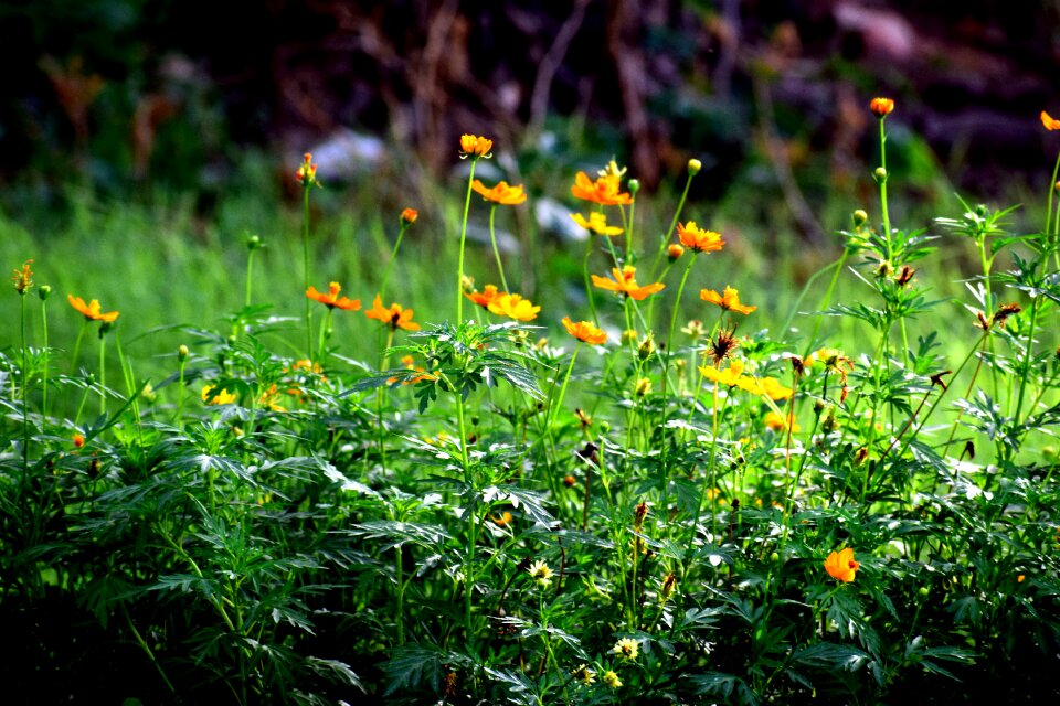 Flowers green grass meadow photo