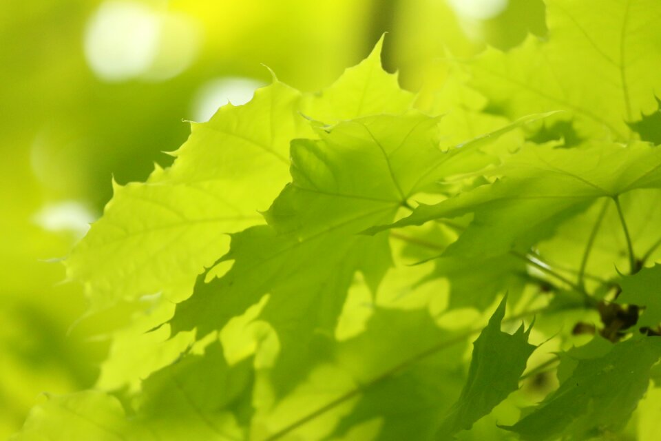 Spring vancouver canada