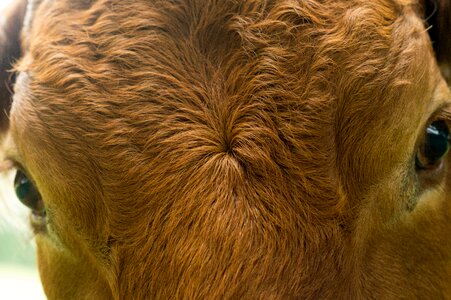 Cow beef background