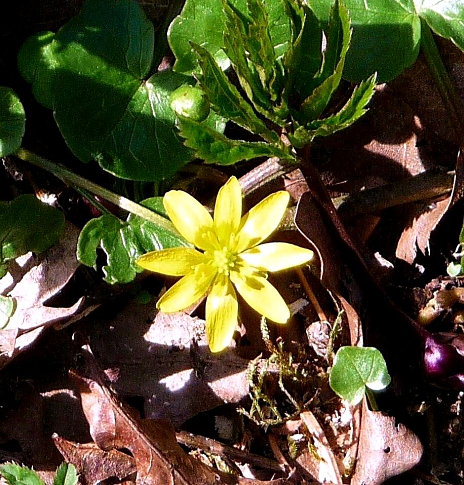 Scharbockskraut Kohlbruck