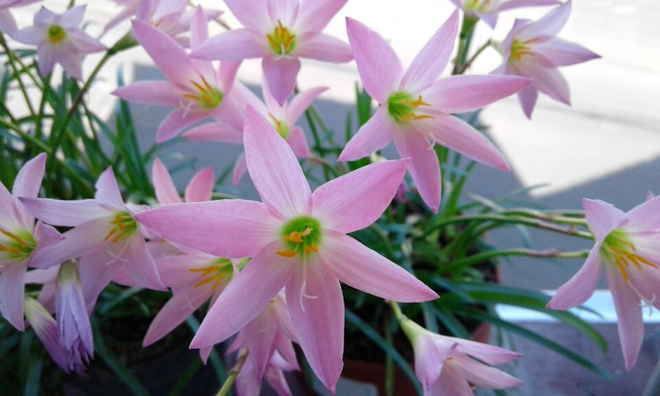 Flowers collection bello