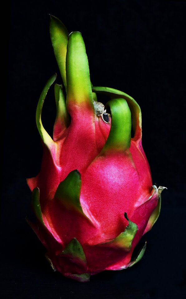 Asia still life pink