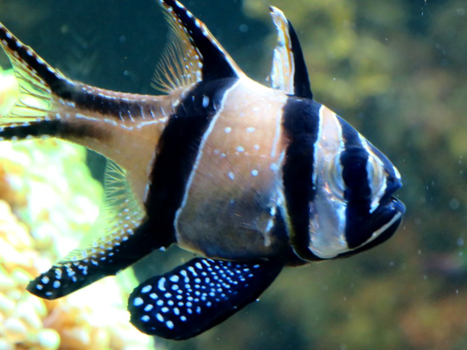 Sea Life München 14